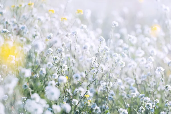 Field grass in sunny summer day — Stock Photo, Image