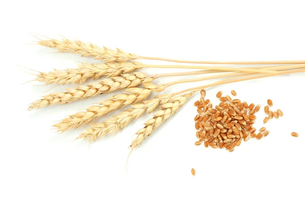 Ear and grain of the wheat — Stock Photo, Image