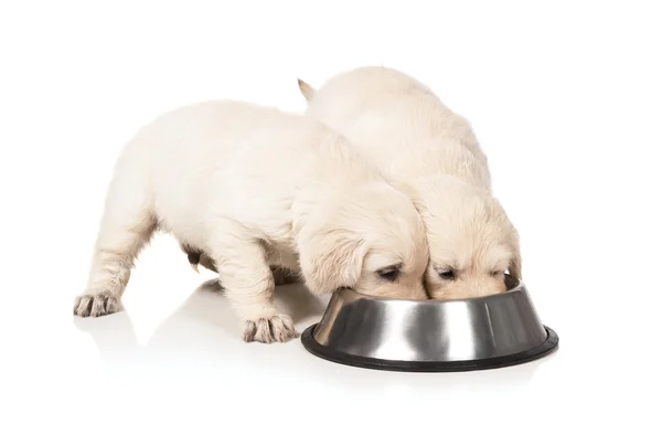 Filhotes de golden retriever — Fotografia de Stock