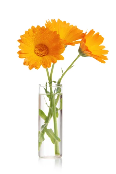 Calendula virág — Stock Fotó