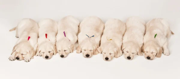 Cuccioli golden retriever — Foto Stock