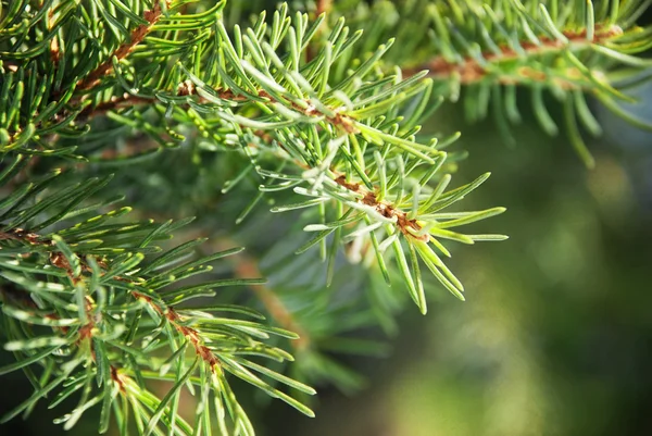 Branches of fir-trees — Stock Photo, Image
