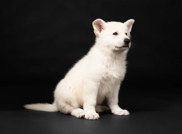 Filhote de cachorro do cão pastor branco — Fotografia de Stock