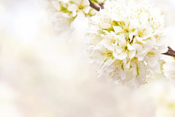 Blossoming plum — Stock Photo, Image