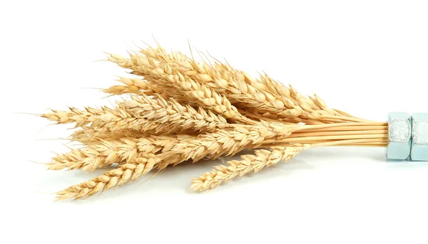 Пшениця і горіхи — стокове фото