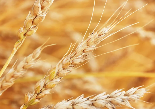 Hintergrund Weizen — Stockfoto