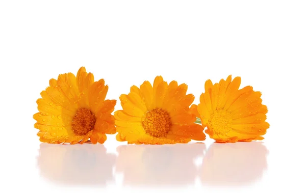 Calendula çiçekler — Stok fotoğraf