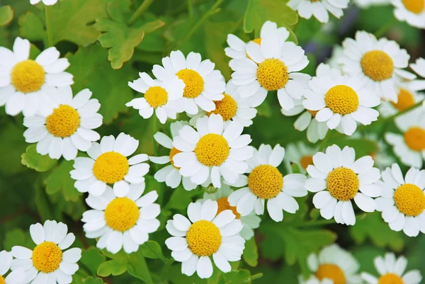 Camomile flowers — Stock Photo, Image