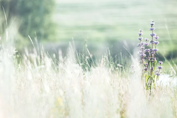 Field grass in sunny summer day — Stock Photo, Image