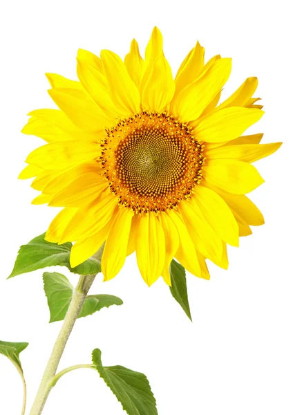 Girasole — Foto Stock