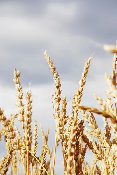 Wheat field — Stock Photo, Image