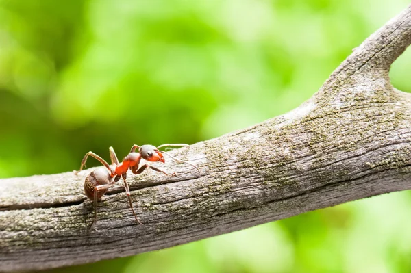 Ant close-up — Stock Photo, Image