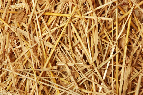 Straw of wheat — Stock Photo, Image