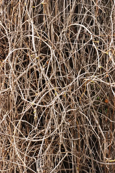 Sfondo dalle liane contorte — Foto Stock