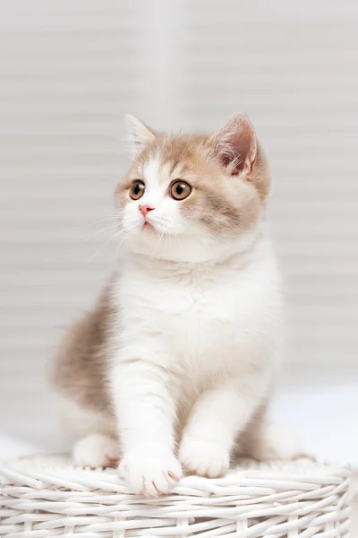 Beyaz sepet üzerinde oturan kedi