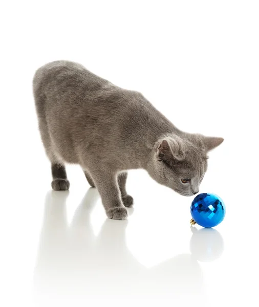Gato com brinquedo de árvore de pele — Fotografia de Stock