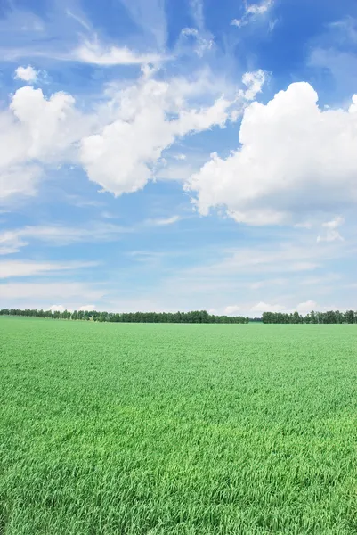 Grasachtig veld — Stockfoto