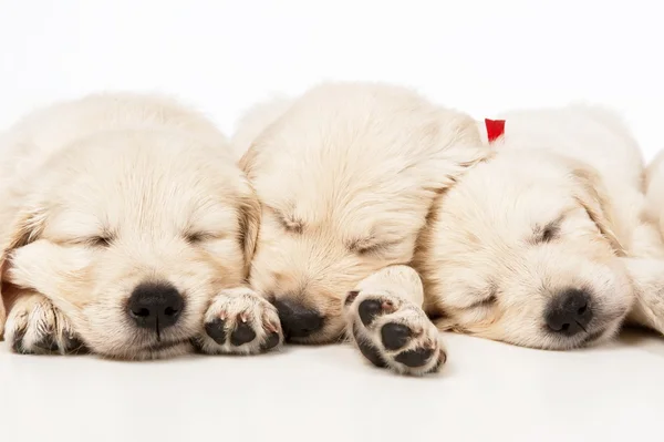 Puppies golden retriever Stock Image