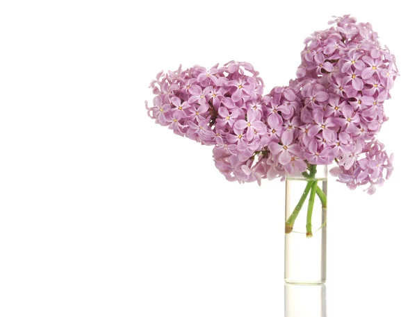 Lilac flowers — Stock Image Lilac flowers Royalty Free Stock Images