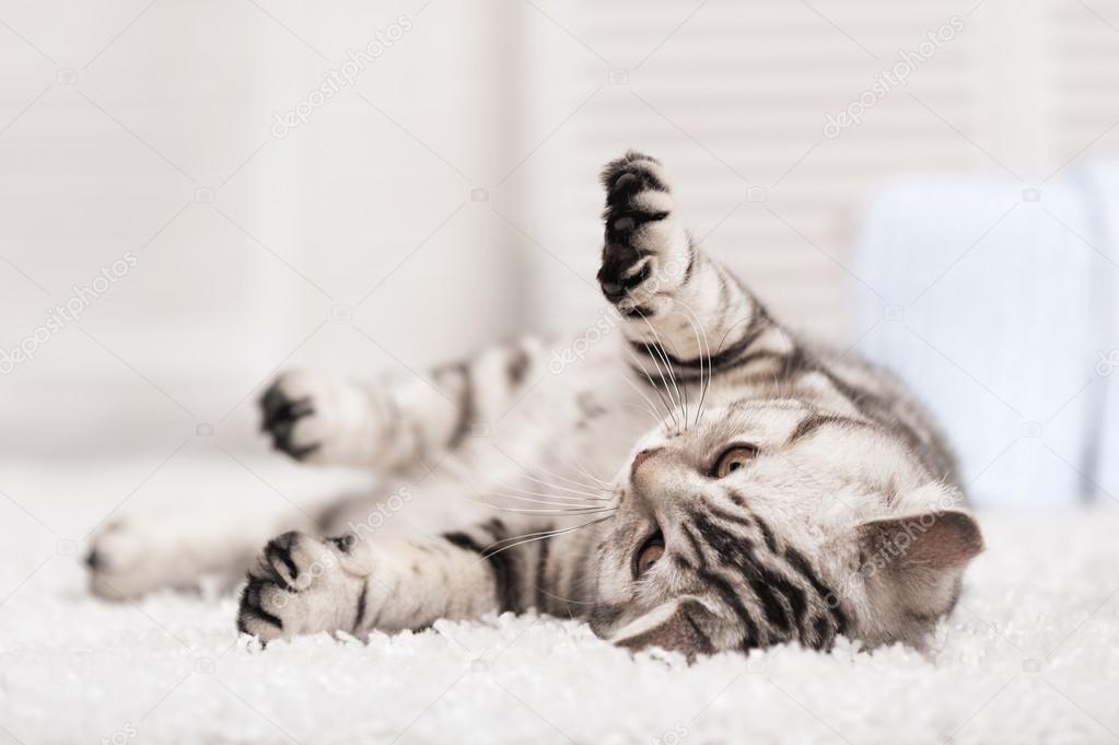 Tabby cat on the white carpet