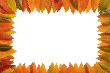 yaprakları çerçevesinden