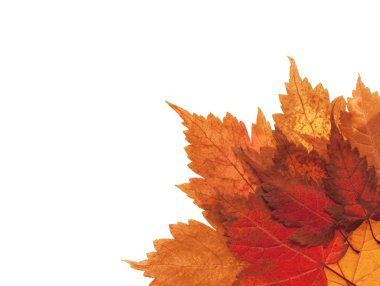 Sonbahar Yaprakları