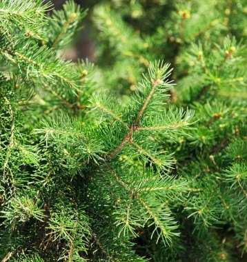 köknar ağaçlarının dalları