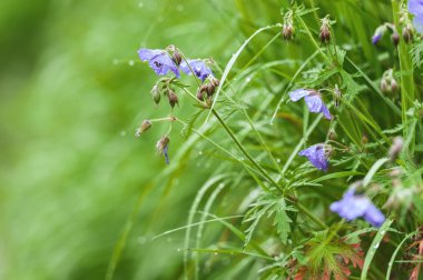 kır çiçekleri ve çim