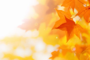 arka plandan sonbahar yaprakları