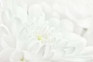 Beyaz krizantem