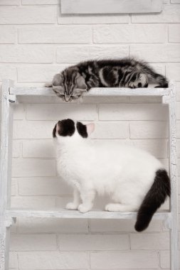 raflar üzerinde oynayan yavru kedi