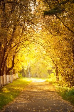 Autumn alley