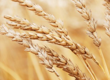 buğday arka plan