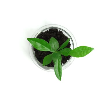 cam kap içinde bitki