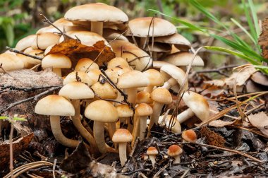 çok canım agarics