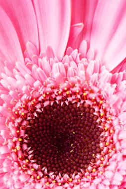 gerbera çiçek
