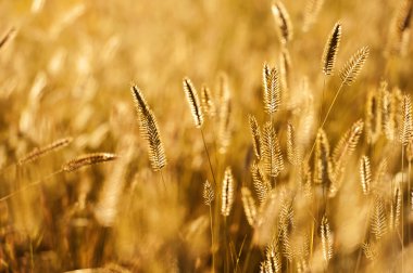 sonbahar güneşli bir gün