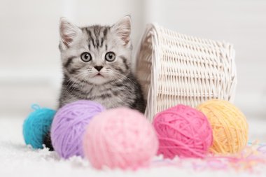 Şirin kedi.