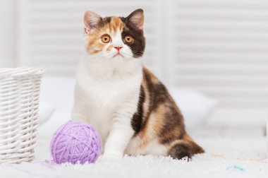 kedi ile bir iplik yumağı