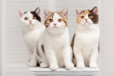 raf üzerinde üç yavru kedi
