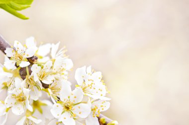 çiçek açması Erik