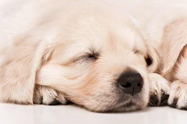 Portret van de pup gouden retriever — Stockfoto