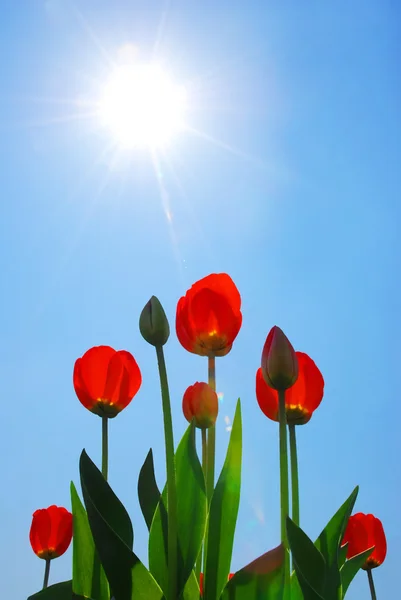 Tulipanes rojos —  Fotos de Stock