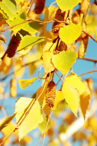 Желтые осенние березовые листья — стоковое фото