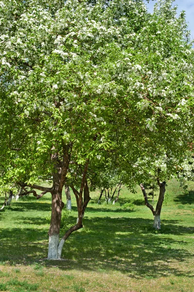 Stock image Apple-tree in color