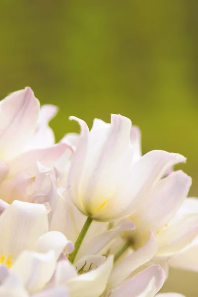 Snowdrops — Stock Photo, Image