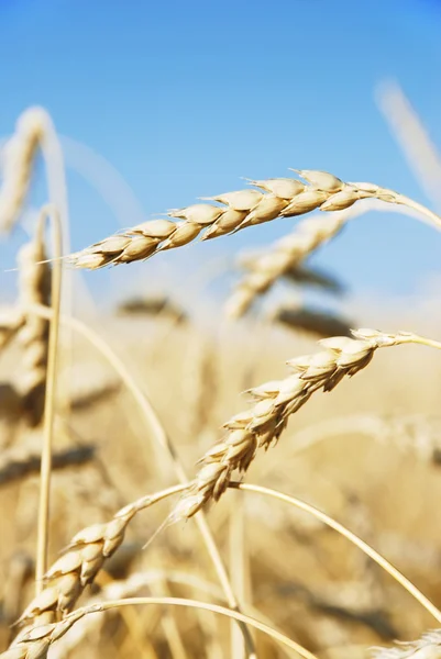 Buğday kulaklar — Stok fotoğraf