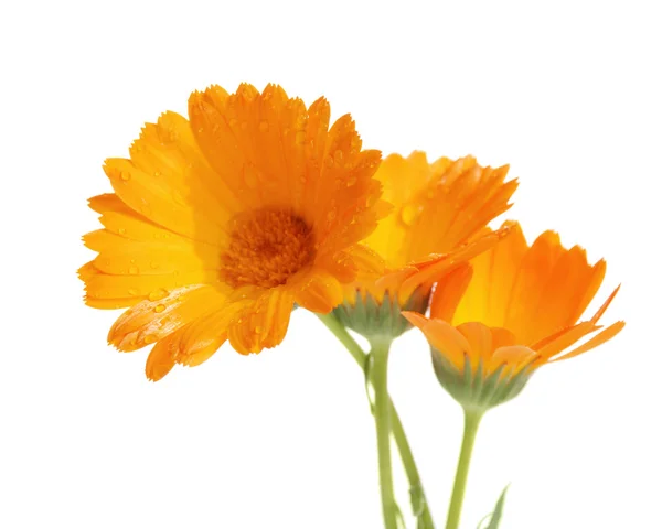 Calendula virág — Stock Fotó