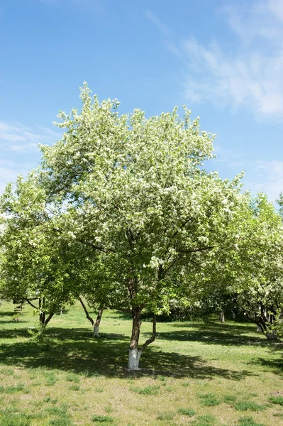 Apple-tree in color — Stock Photo, Image