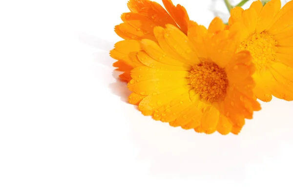 Calendula çiçekler — Stok fotoğraf